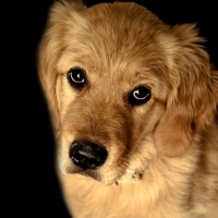 golden retriever dog