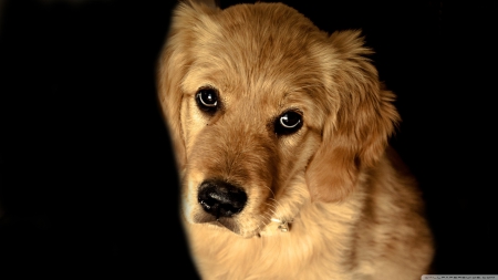 golden retriever dog - canine, dog, golden, retreiver