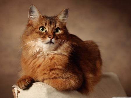 red cat sitting on armchair - cat, feline, ginger, fluffy