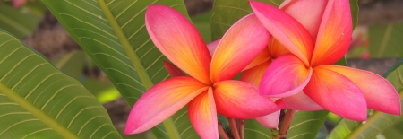 Plumeria - hd, nature, photography, flowers, plumeria