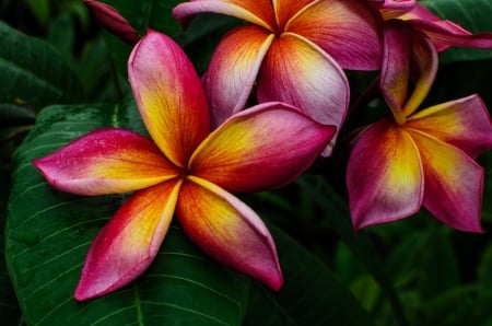 Plumeria Flowers - hd, nature, flowers, plumeria