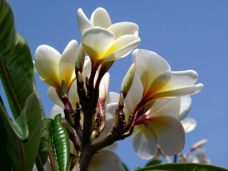 White PLumeria (for Adelina) - Nature, HD, Photography, Plumeria, White