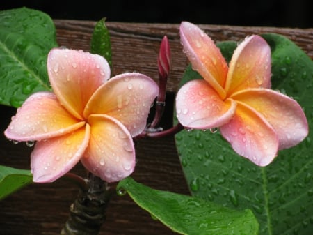 Plumeria dewy(for Adelina) - hd, nature, plumeria dewy, flowers, dew, plumeria