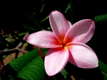 Pink Plumeria