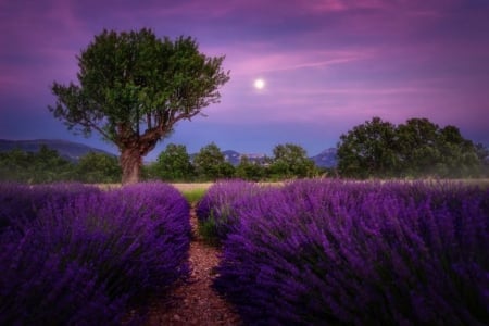 Moon Night - landscape, purple field, moon night, lavander