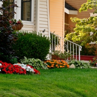 Summer Flower Garden