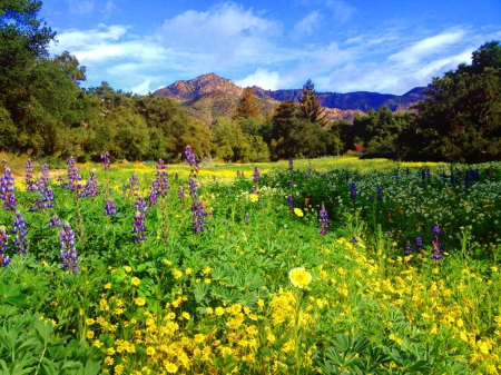 Wildflowers - trees, summer, landscape, grass, meadow, lovely, freshness, mountain, wildflowers, nature, beautifuil, sky