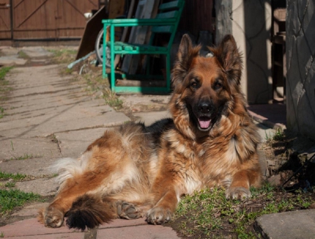 German shepherd - puppy, animals, lovely, pretty, puppys, beautiful, dog, animal, dogs, sweet, cute