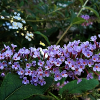 hyacinthus melodiam