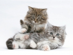 cute kittens