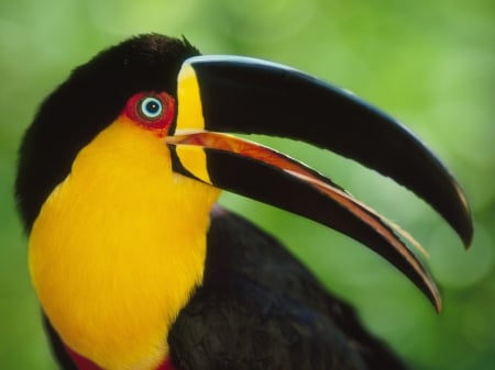 Brightly-colored Toucan - colors, animals, birds, toucans