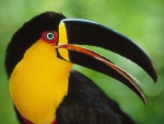 Brightly-colored Toucan