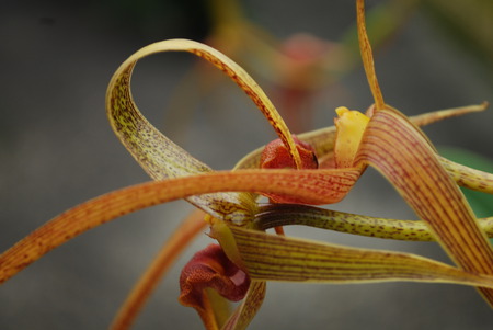 Orchid Abstract - abstract, orchid, flower, orange