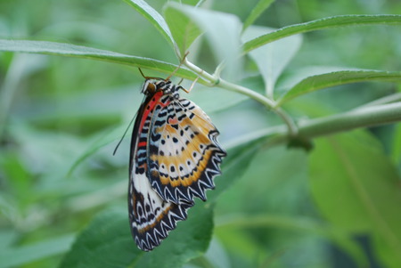 Resting Orange, Black and White Butterfly - orange, butterfly