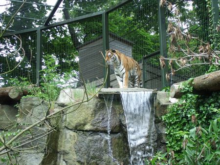 Tiger - zoo, tiger, waterfall