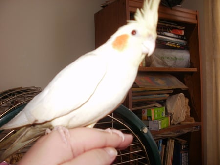 Cockatiel - jojo, beautiful