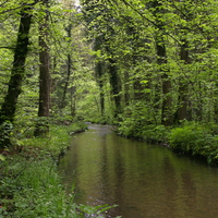 Green forest