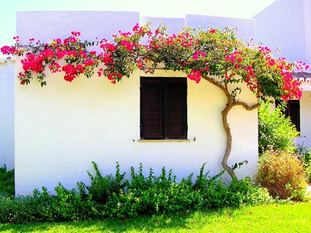 The closed window - closed, flowers, window