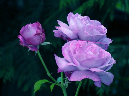 Purple roses - roses, bud, large, nature, purple, petals, green, leaves, flowers, stem