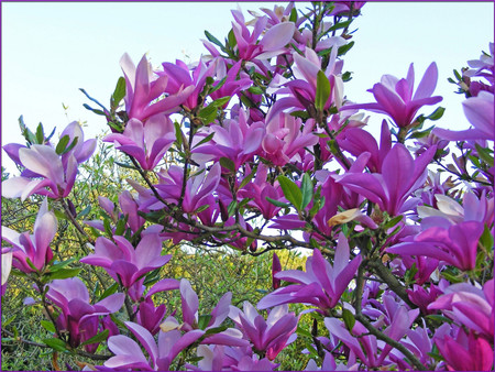 Colours of spring - flowers, spring