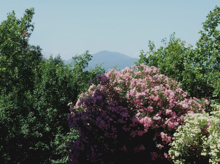 In the garden - nature, gardens