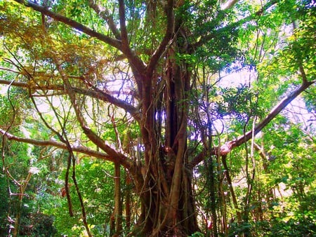 Tree - nature, trees