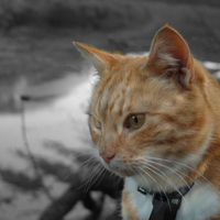 George the cat
