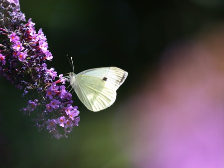 Harmony - white, photograpy, butterfly, animal, wallpaper