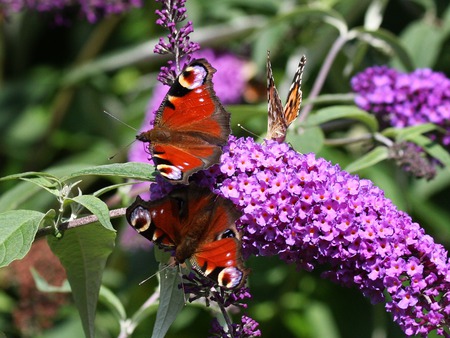 Meeting - animal, photography, butterflies, wallpaper