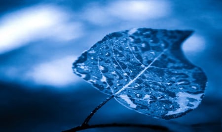 Blue Leaf - abstract, blue