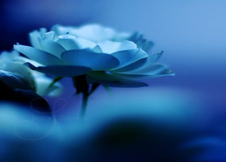 Le Parfum - flowers, nature, blue