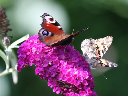 Stay away - animal, wallpaper, photography, butterflies