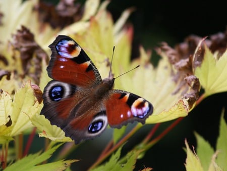 Pfauenauge - peacock butterfly, animal, photography, wallpaper