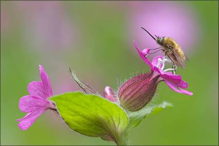 Insect on Flower - insect, pink flowers