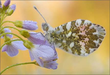 Delicate Butterfly - mauve flowers, butterfly, raindrops