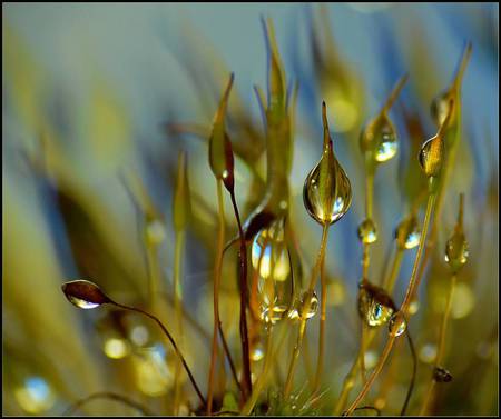 Raindrop buds - plant, closeup, raindrops