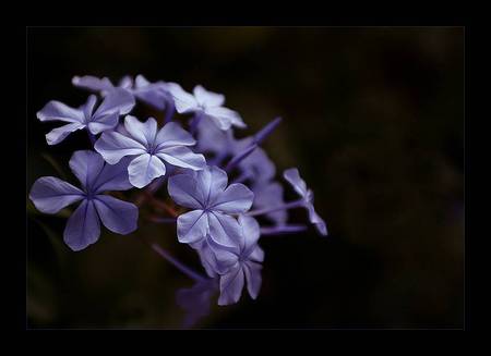 Softly Mauve - softly mauve, flowers