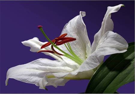 White Lily - flower, white lily