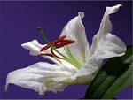 White Lily