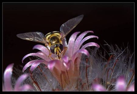 Pretty Pink - bee, garden, pink flowers