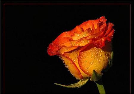 Rosy Raindrops - flower, raindrops, orange rose