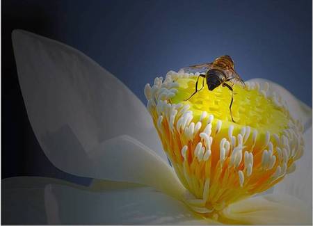 Polinating Bee - bee, delicate white flower