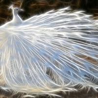 WHITE PEACOCK