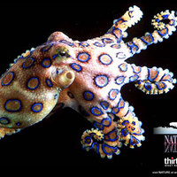 Blue Ringed Octopus