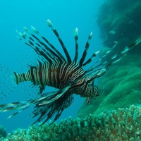 Lionfish - Great Barrier Reef