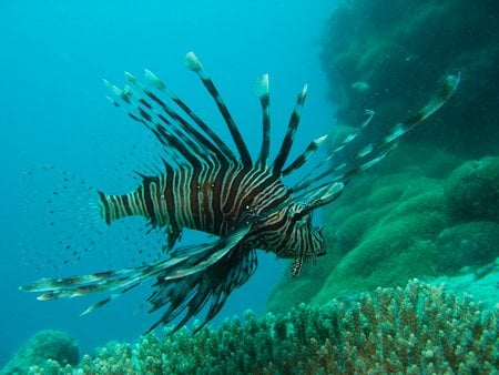 Lionfish - Great Barrier Reef - lionfish, coral reef, ocean, australia