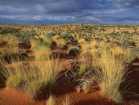 Spinifex grass, Little Sandy Desert, Australia - australia, grasses, desert