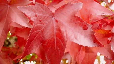 After September Shower - autumn, fall, leaves, tree, widescreen, washington, foliage