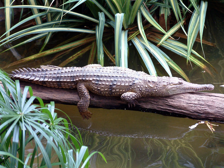 Alligator, Cairns - tropical palms, river, cairns, alligator, australia