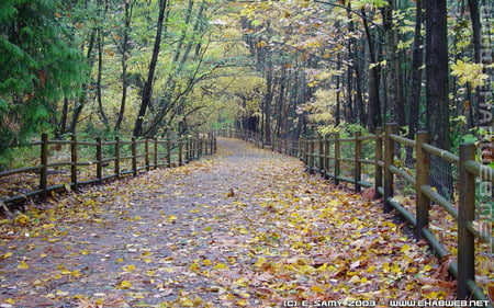 autumn road - autumn, road